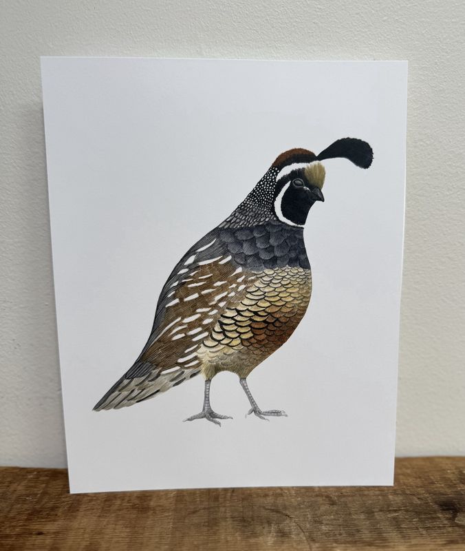 Quail 8 x 10 Watercolour Print