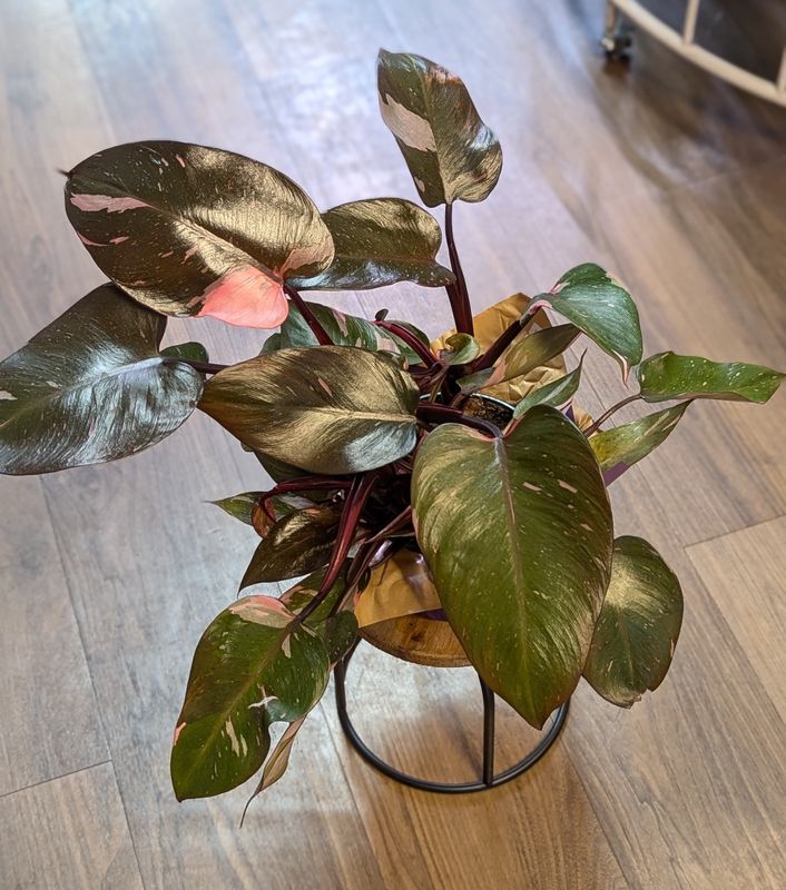 6&quot; Pink Princess Philodendron In Sleeve