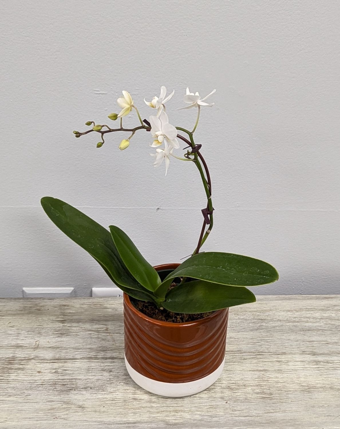 4&quot; White Mini Orchid in Brown Pot