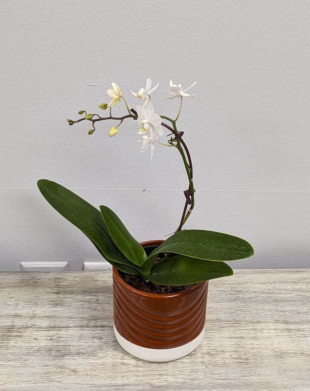4&quot; White Mini Orchid in Brown Pot