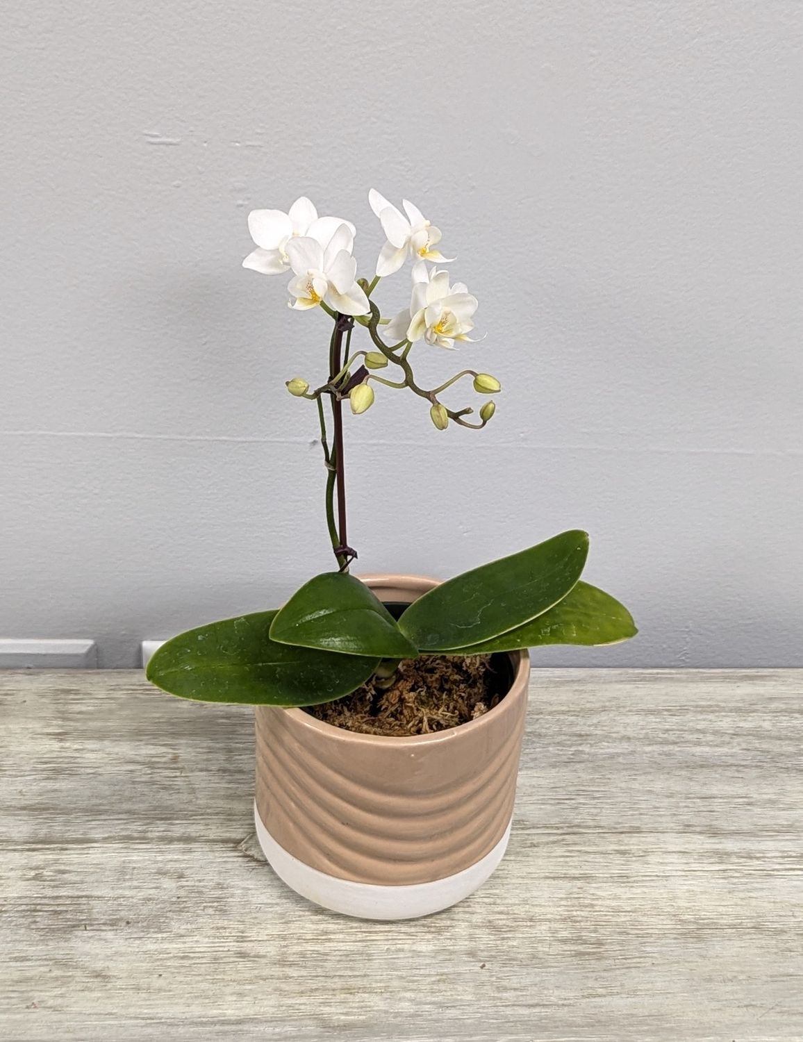 4&quot; White Mini Orchid in Tan Pot