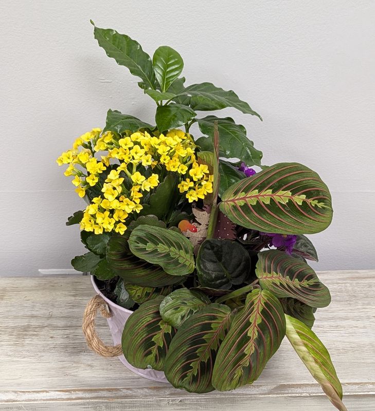 7&quot; Hedgehog Purple Tin Mixed Planter