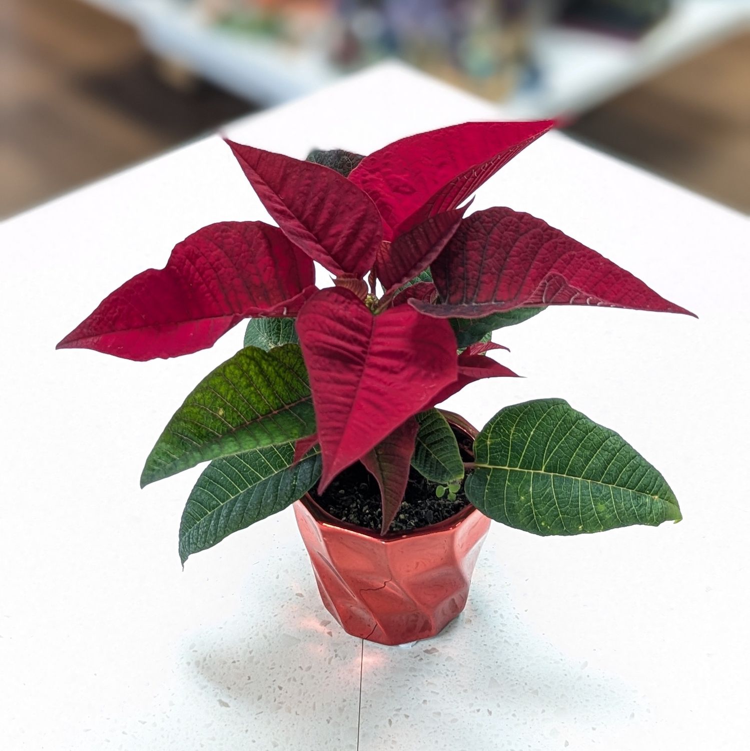 2&quot; Poinsettia in Shiny Red Pot