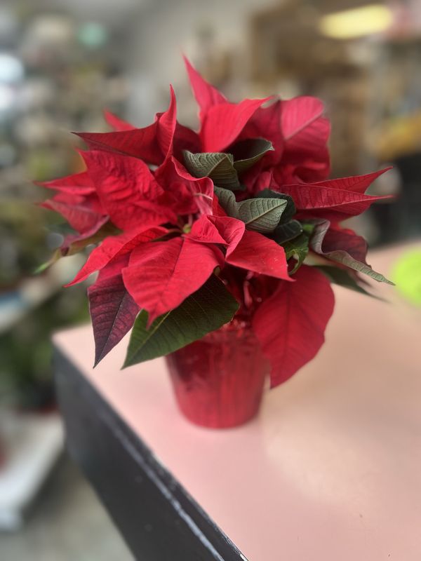 4&quot; Red Poinsettia