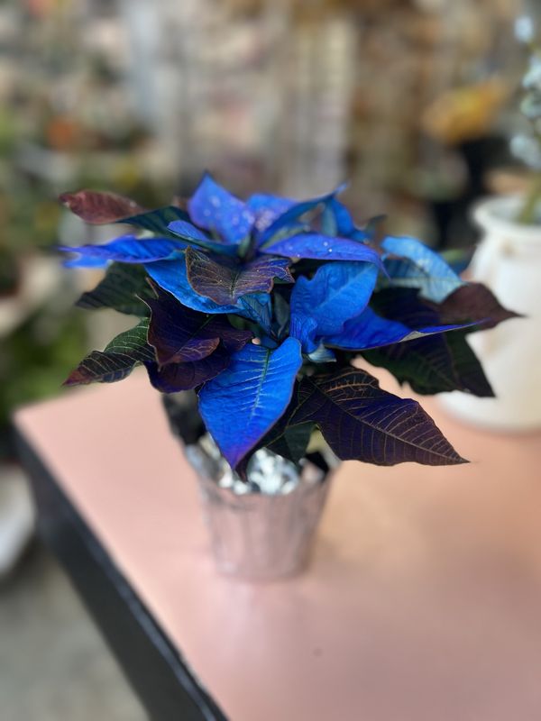 4” Painted Blue Poinsettia