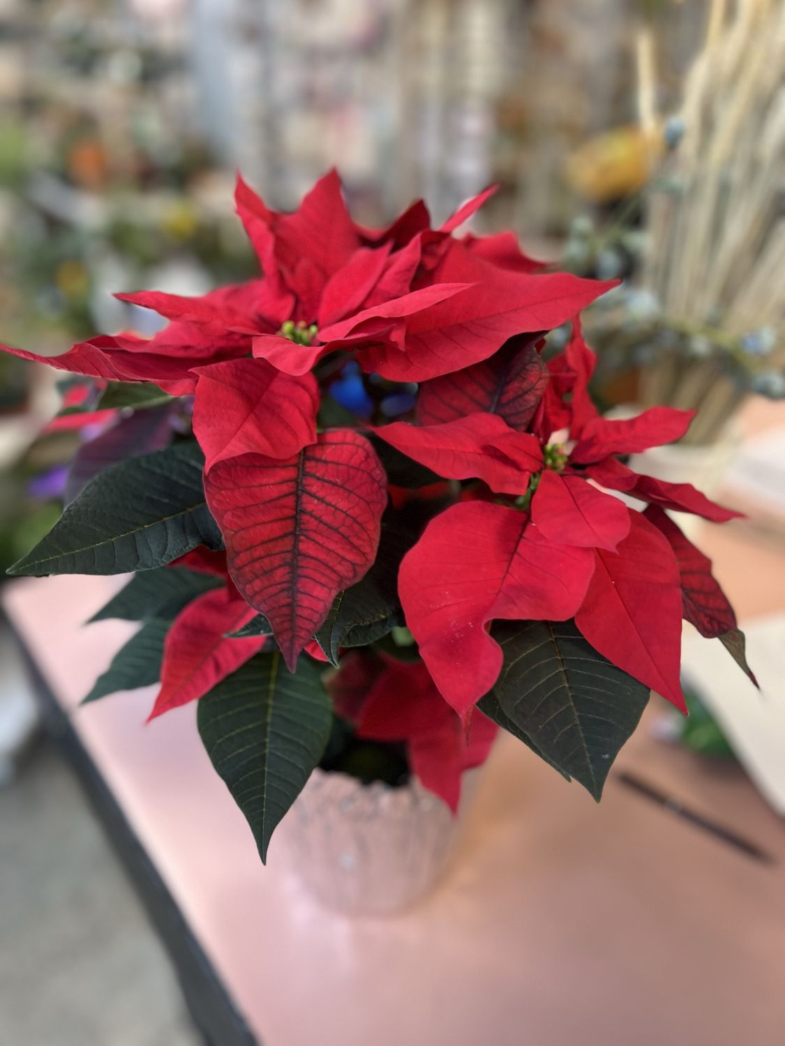 6.5” Red Poinsettia