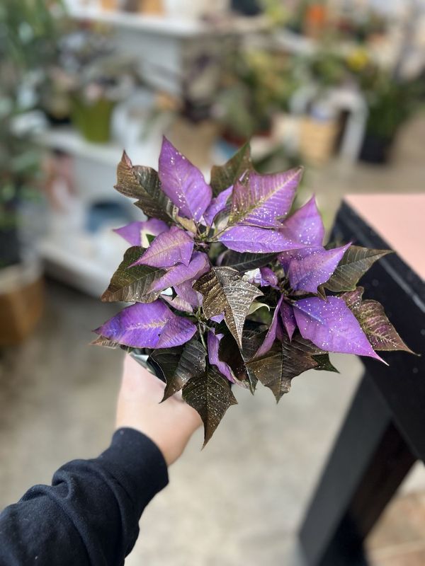 4&quot; Painted Purple Poinsettia