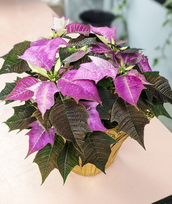 6.5&quot; Painted Fuschia Poinsettia