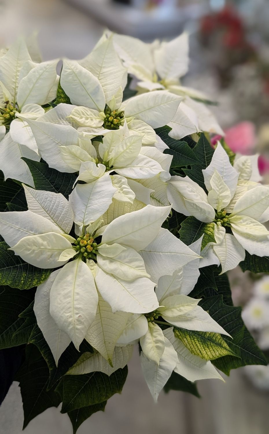 6.5&quot; White Poinsettia