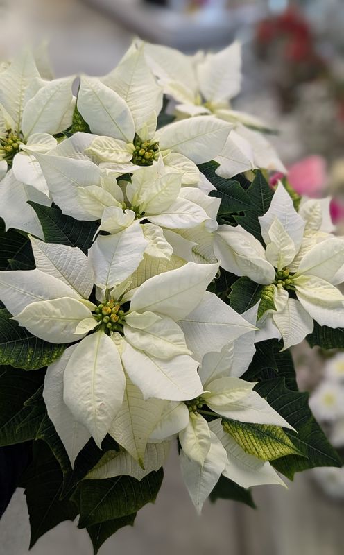 6.5&quot; White Poinsettia