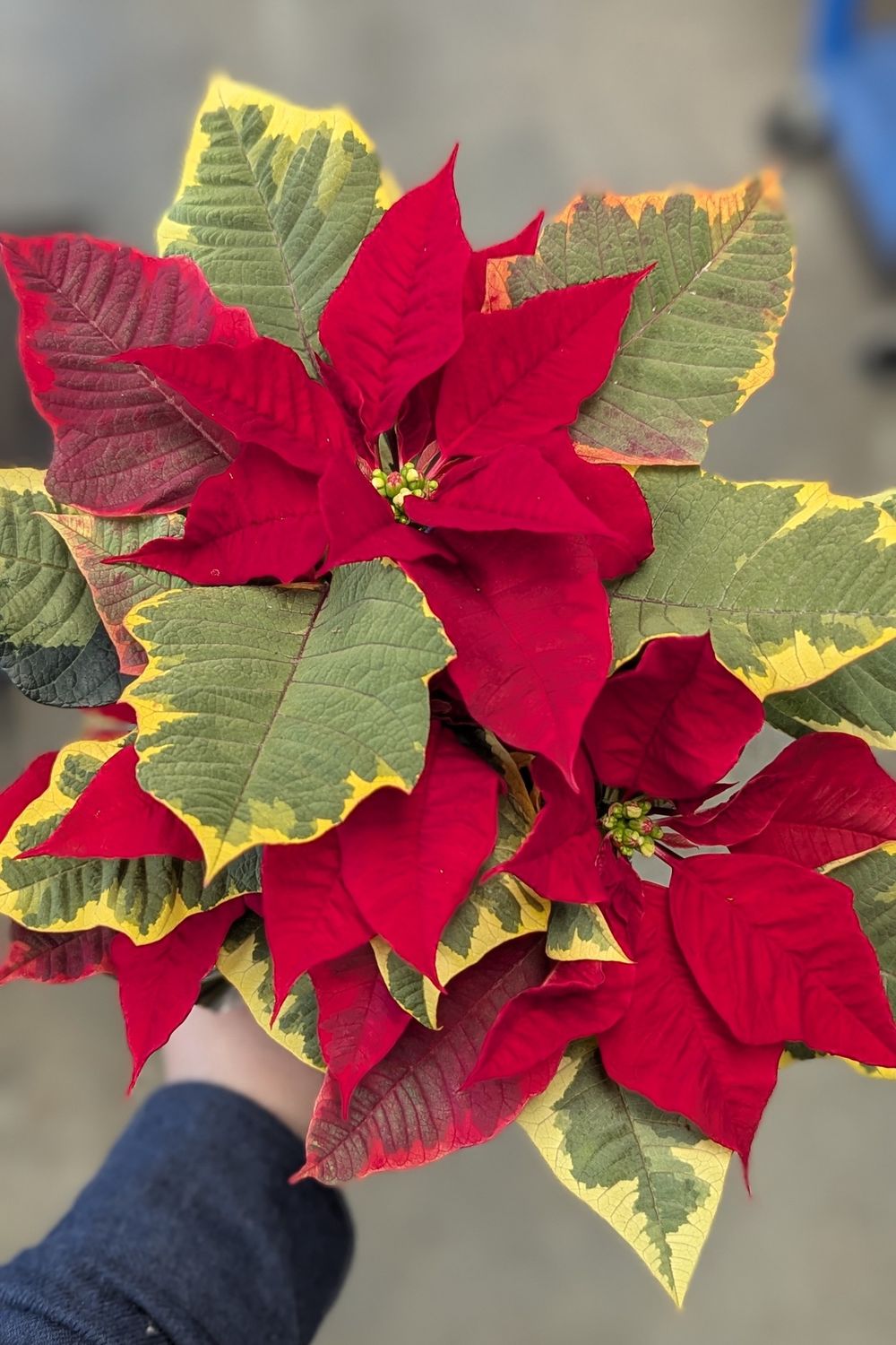 4&quot; Variegated Red Poinsettia