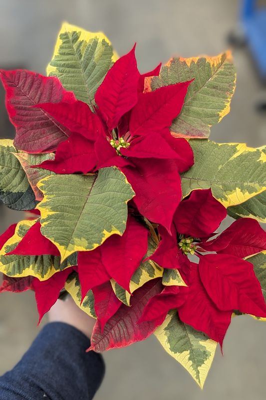 4&quot; Variegated Red Poinsettia