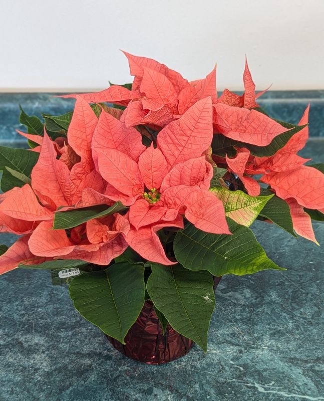 6.5&quot; Pink Poinsettia