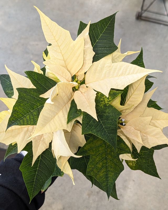4&quot; White Poinsettia