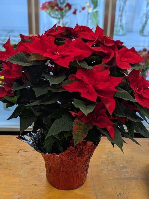 10&quot; Red Poinsettia