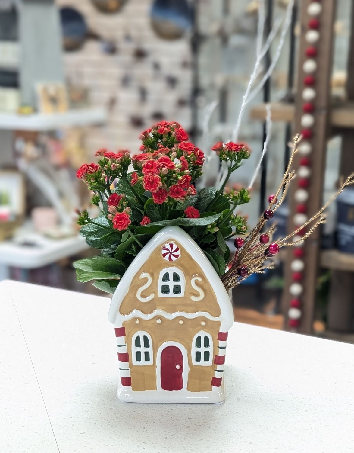 Red Kalanchoe Gingerbread House