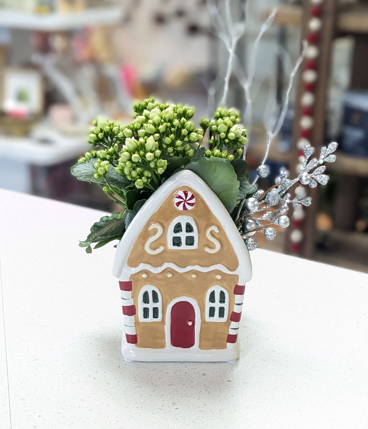 White Kalanchoe Gingerbread House