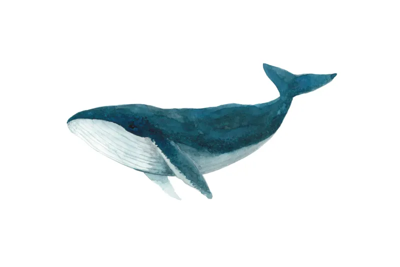 5 x 7 Humpback Whale Watercolour Print