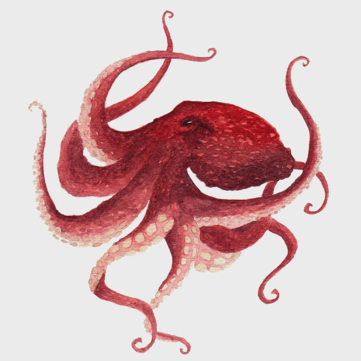 Red Octopus Watercolour Print 8 x 10
