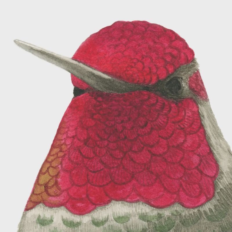 Male Anna's Hummingbird Watercolour Print 8 x 10