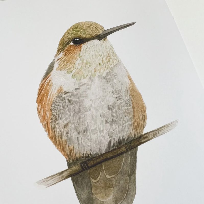 Female Anna's Hummingbird Watercolour Print 8 x 10