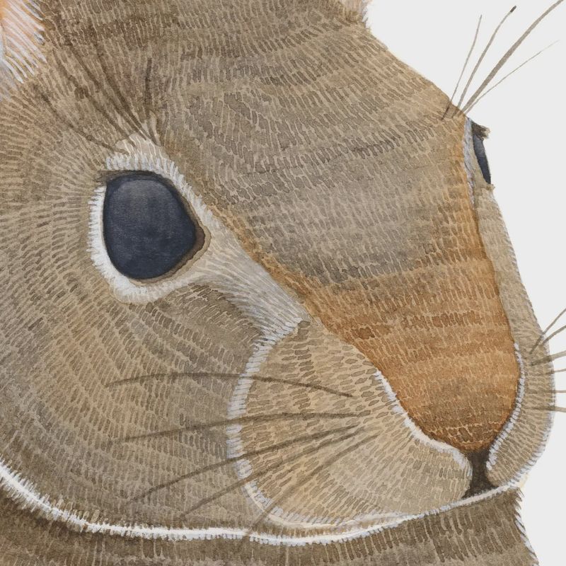 Rabbit Watercolour Print 5 x 7