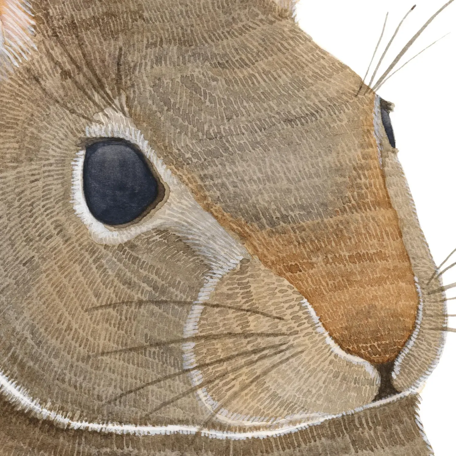 Rabbit Watercolour Print 5 x 7