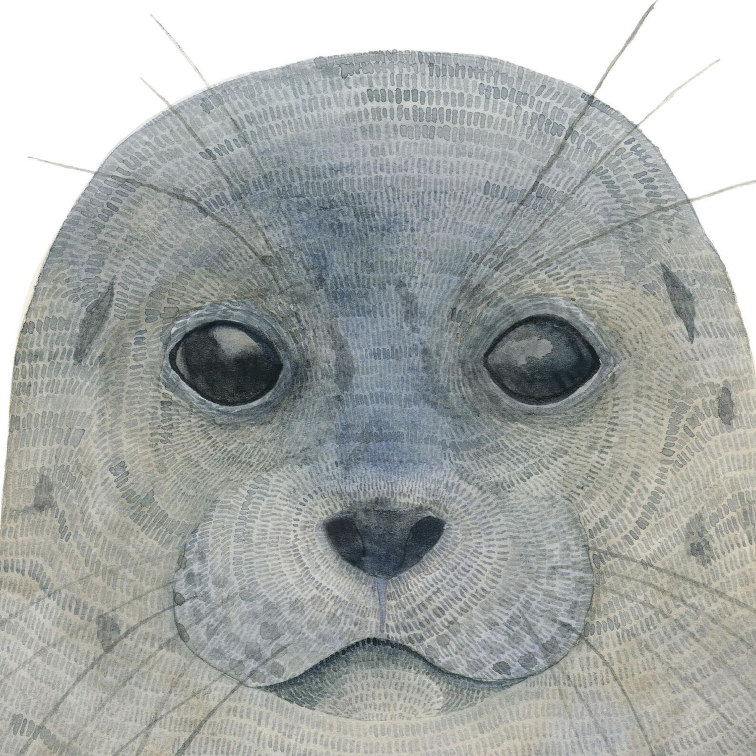 Seal Watercolour Print 5 x 7