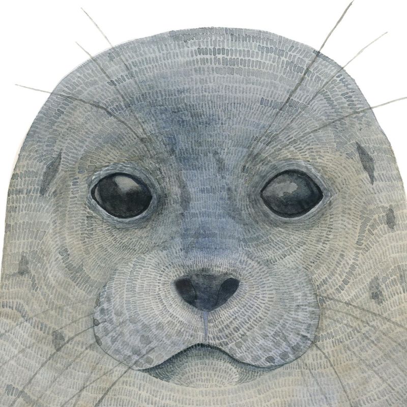 Seal Watercolour Print 5 x 7