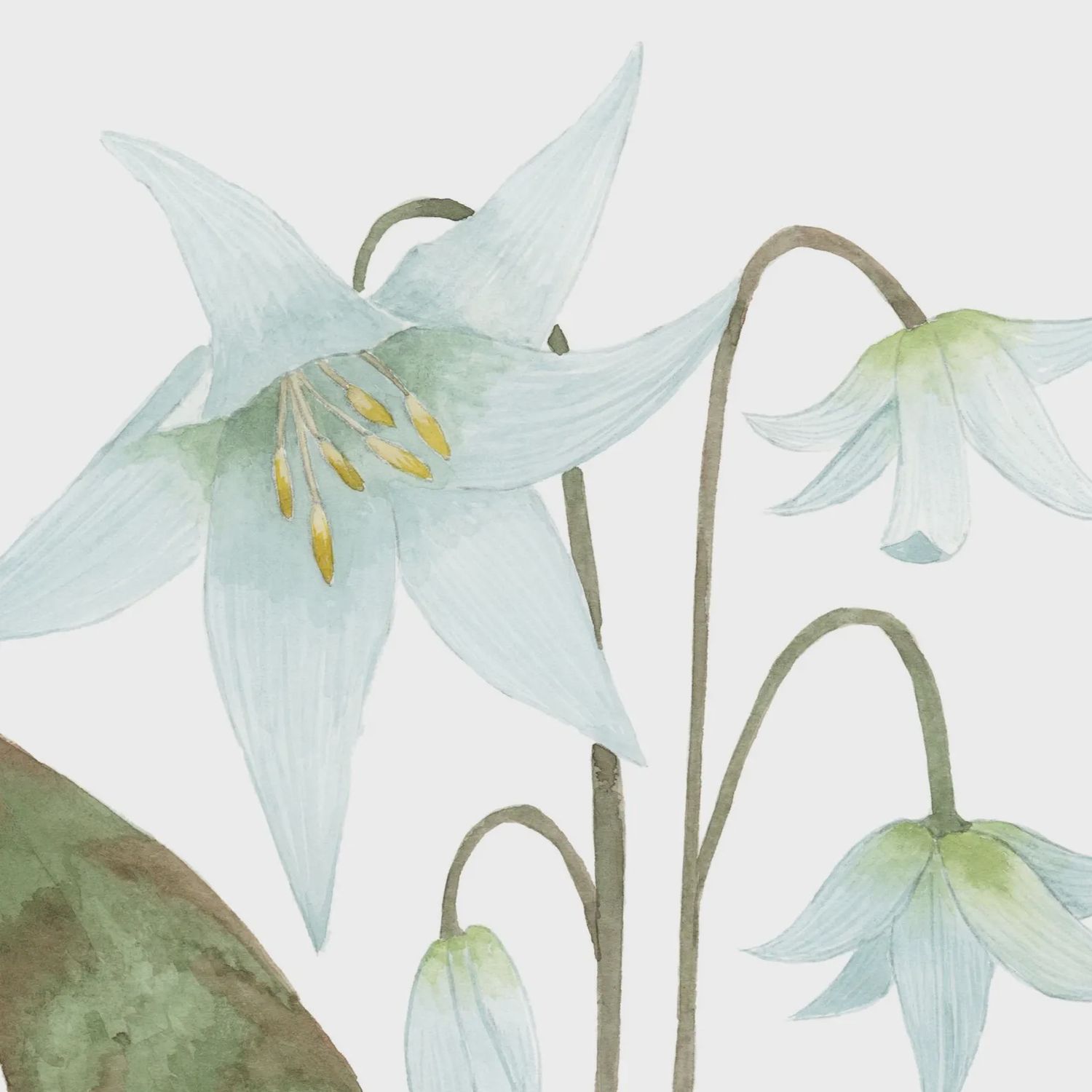 Fawn Lily Watercolour Print 8 x 10