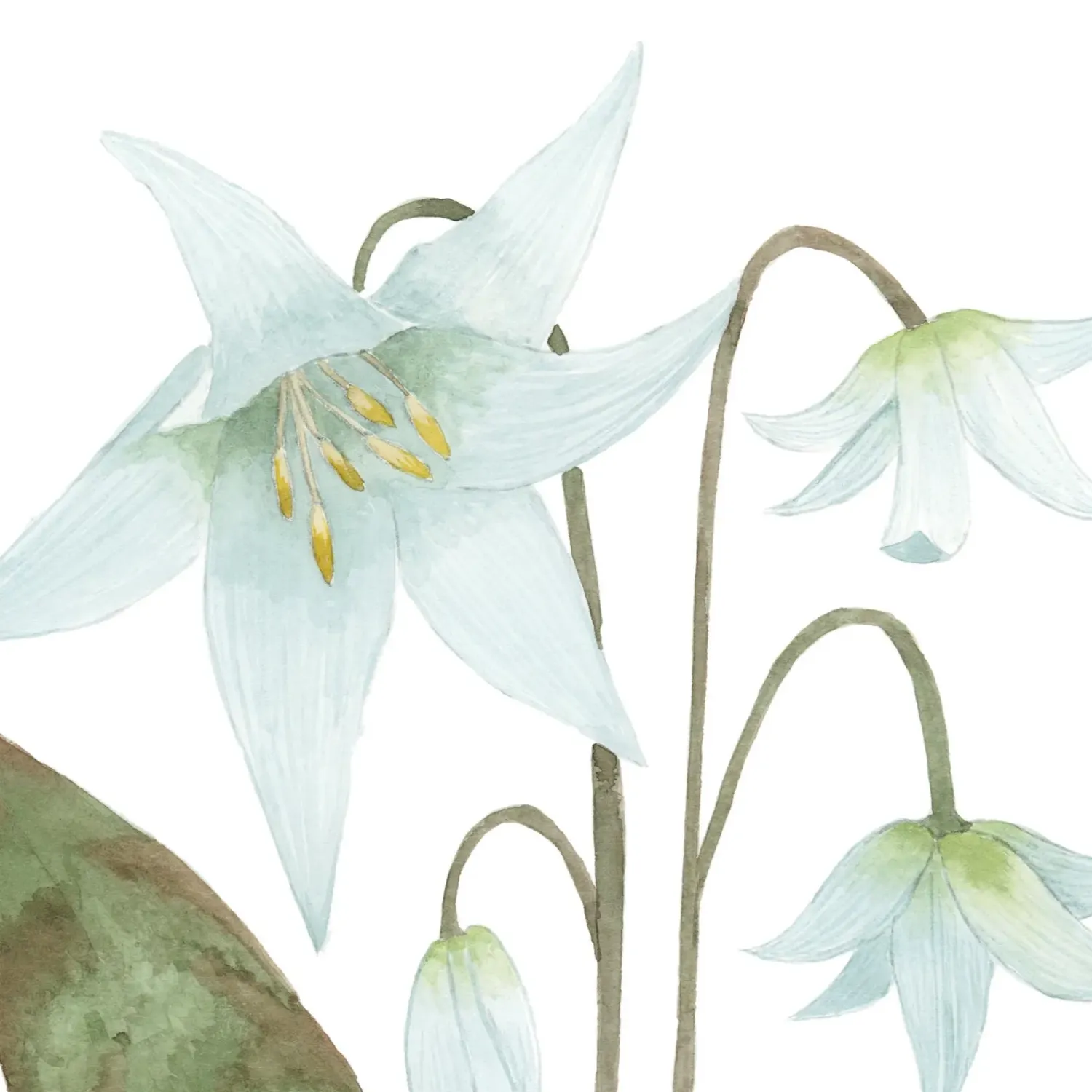 Fawn Lily Watercolour Print 8 x 10