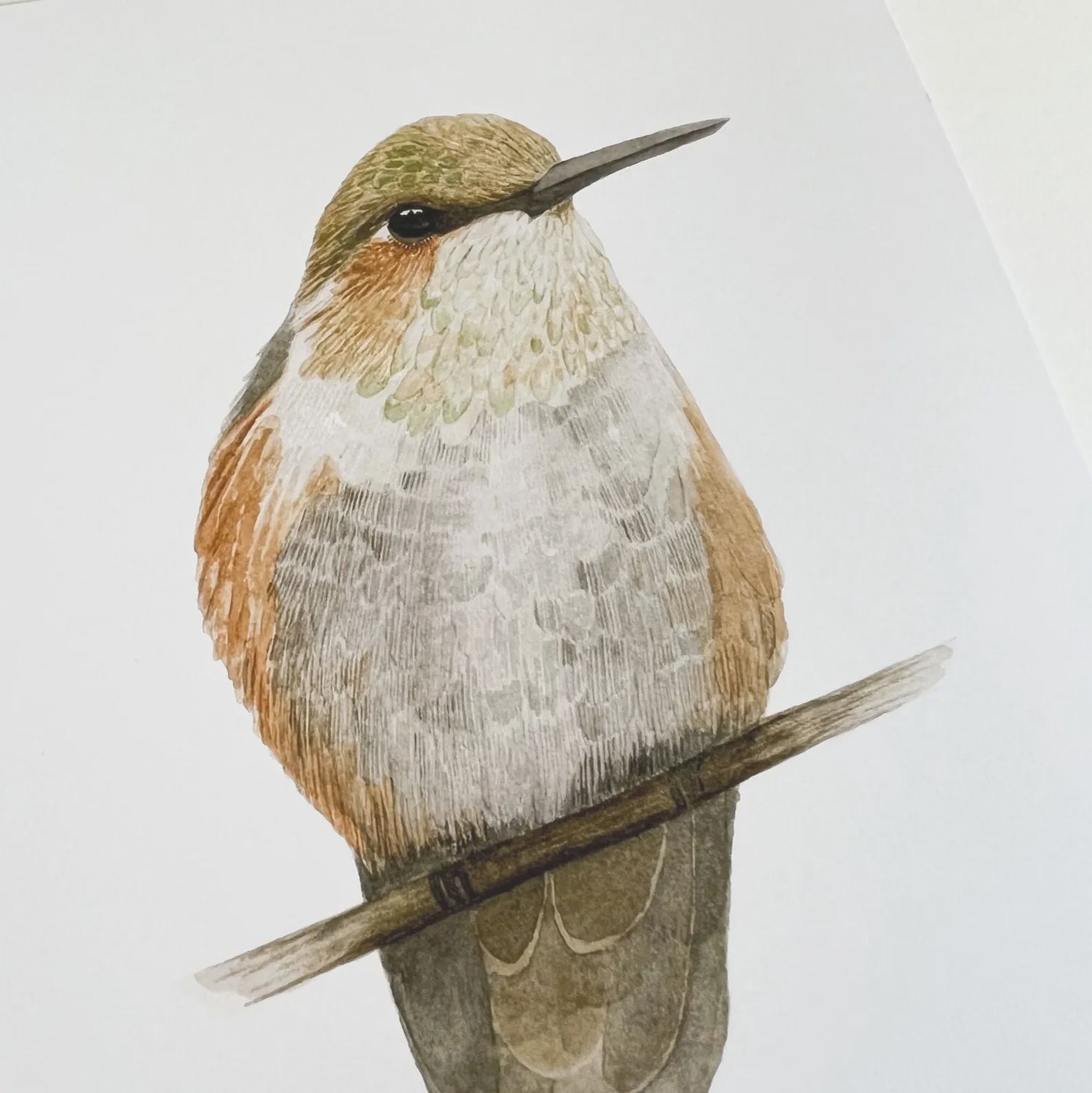 Female Anna's Hummingbird Watercolour Print 5 x 7