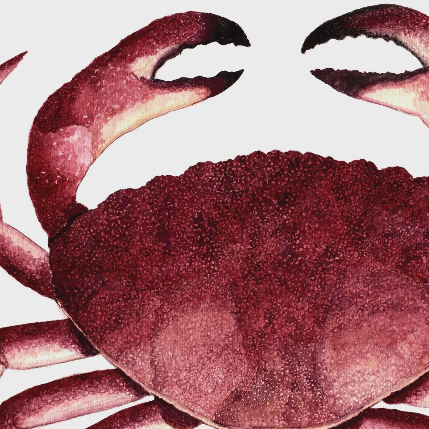 Crab Watercolour Print 5 x 7