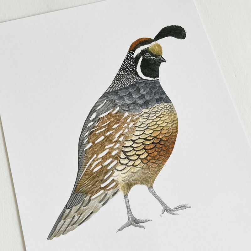 Quail Watercolour Print 5 x 7