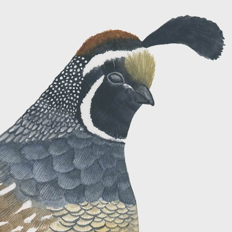 Quail Watercolour Print 5 x 7