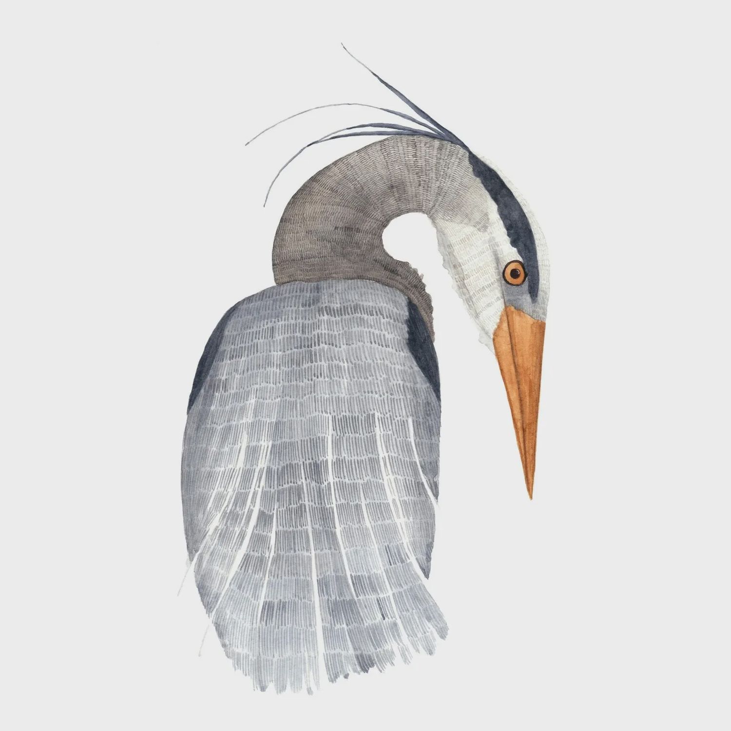 Blue Heron Watercolour Print 5 x 7