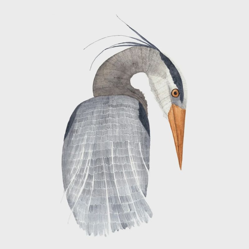 Blue Heron Watercolour Print 5 x 7