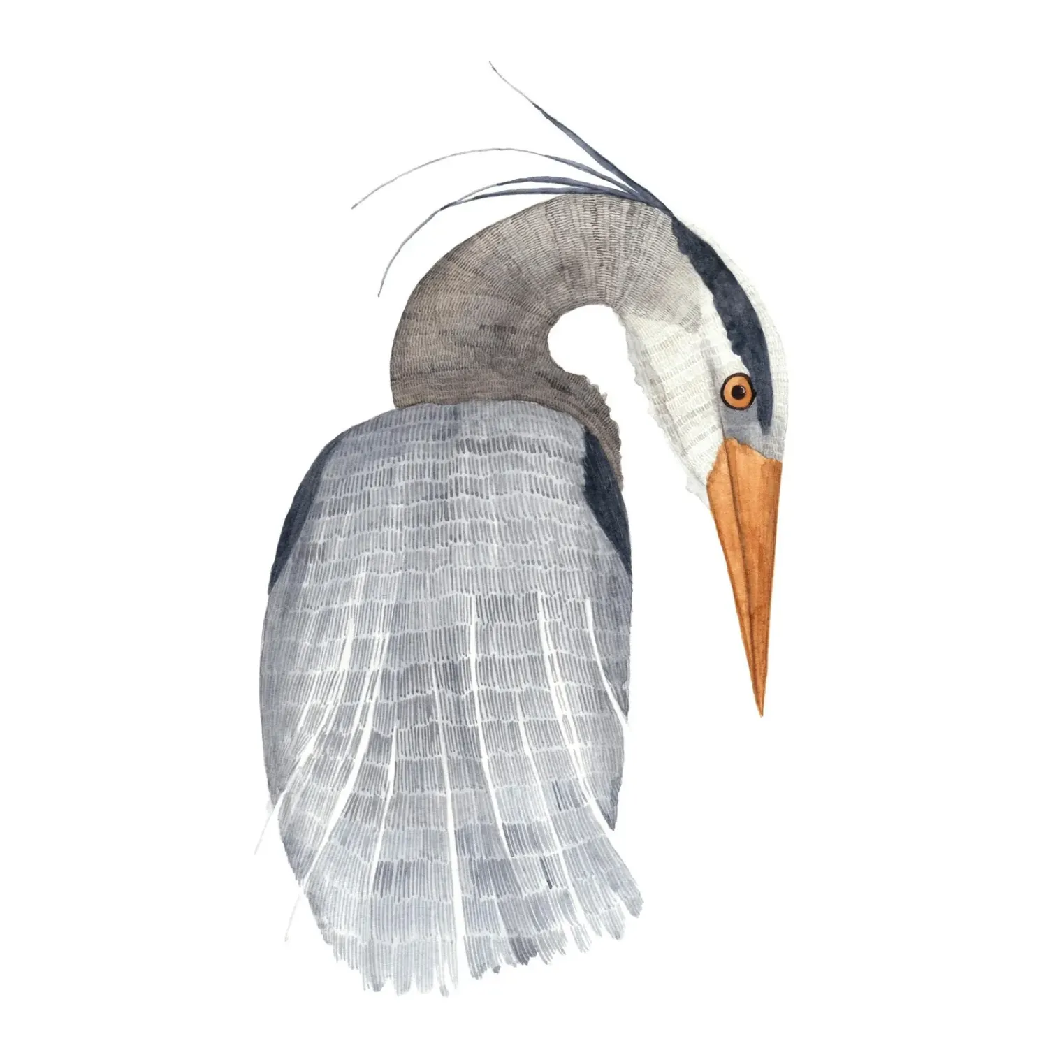 Blue Heron Watercolour Print 5 x 7