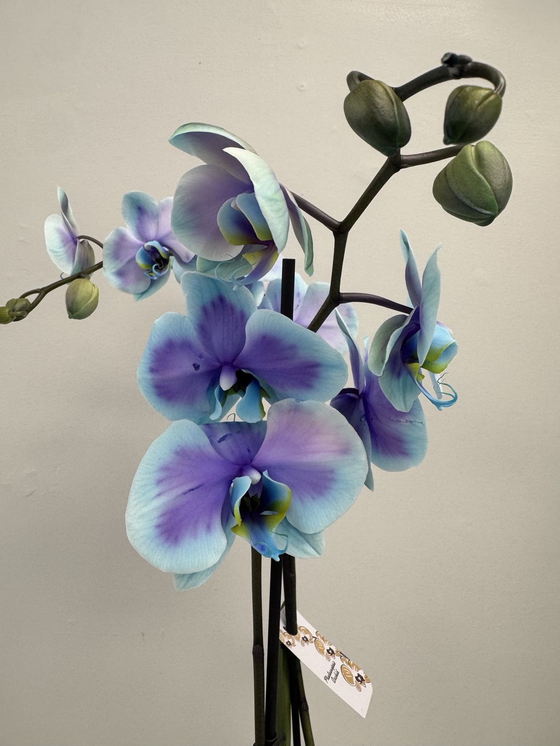 5" Moonstone Phalaenopsis Orchid, Colour: Tinted Blue/Purple