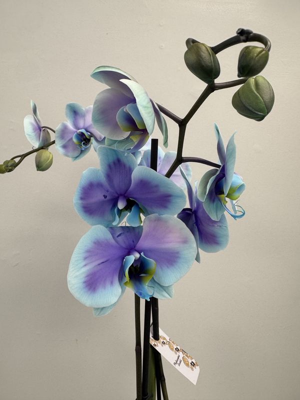 5" Moonstone Phalaenopsis Orchid