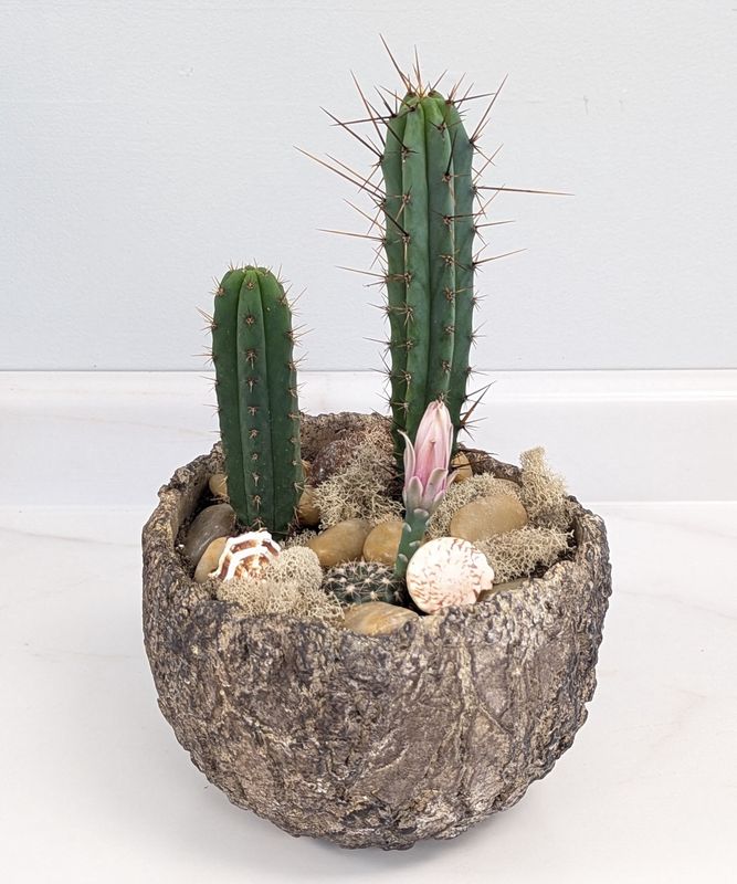 6" Natural Sea Shell Cactus Planter