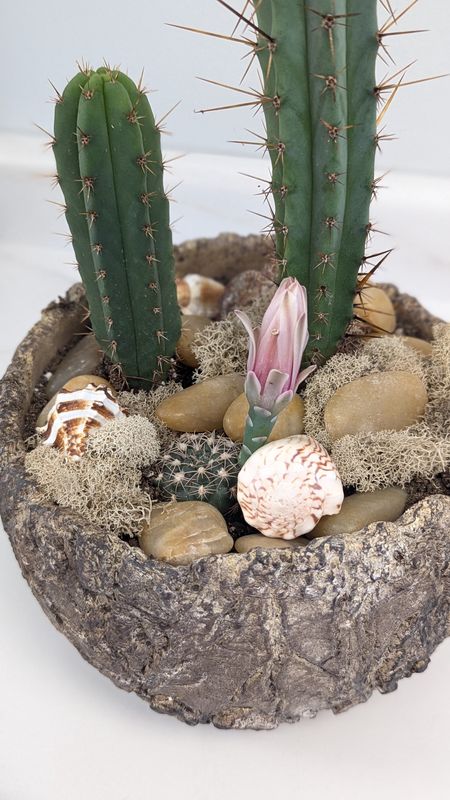 6" Natural Sea Shell Cactus Planter