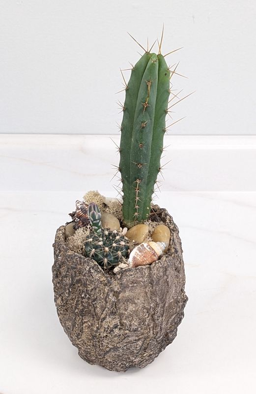 4" Natural Sea shell Cactus Planter