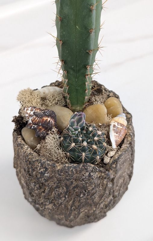 4" Natural Sea shell Cactus Planter