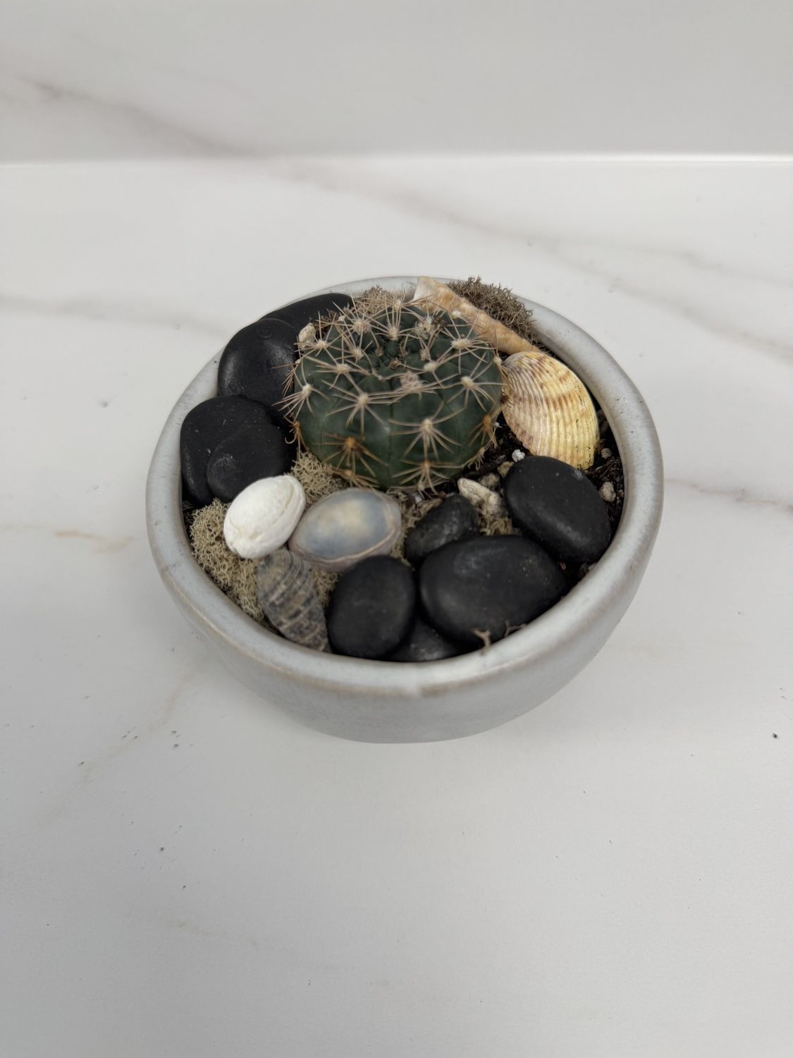 2" Cactus in Ceramic Bowl