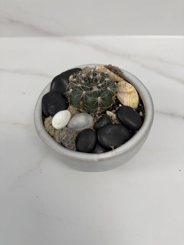 2" Cactus in Ceramic Bowl