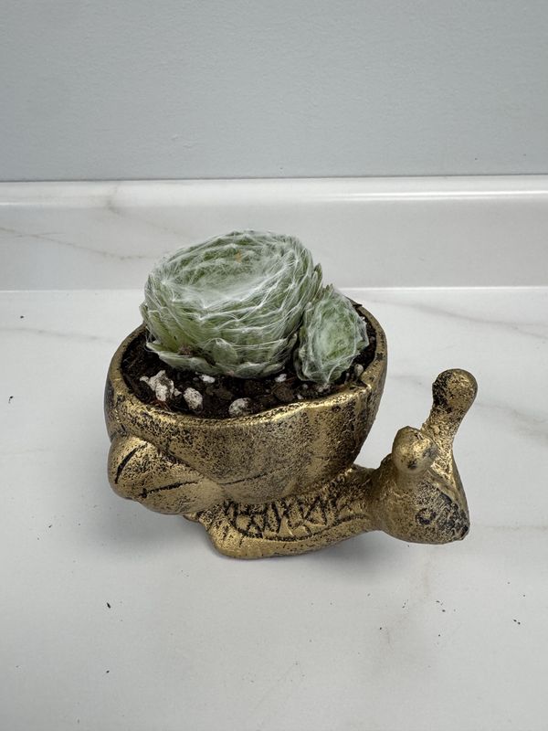 4" Cactus Iron Snail Planter