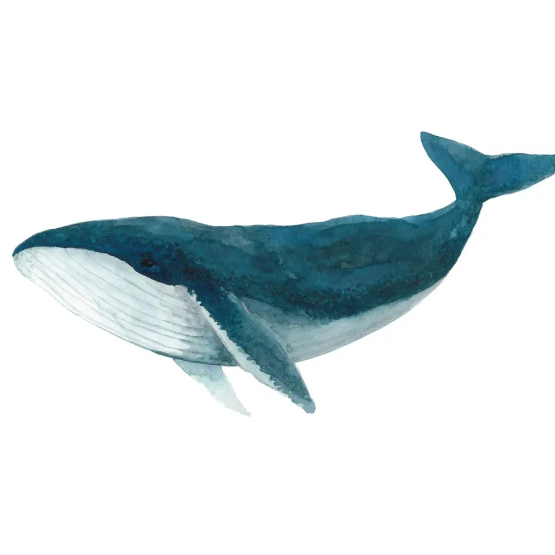Humpback Whale 8 x 10 Watercolour Print