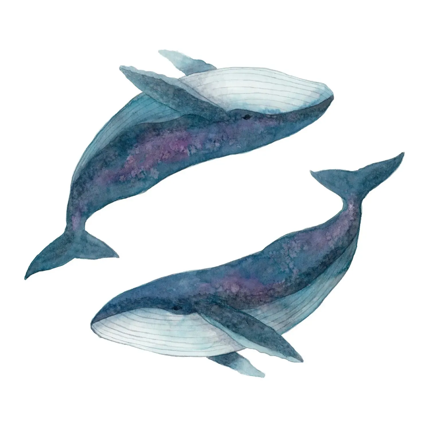 Two Humpback Whales 8 x 10 watercolour Print