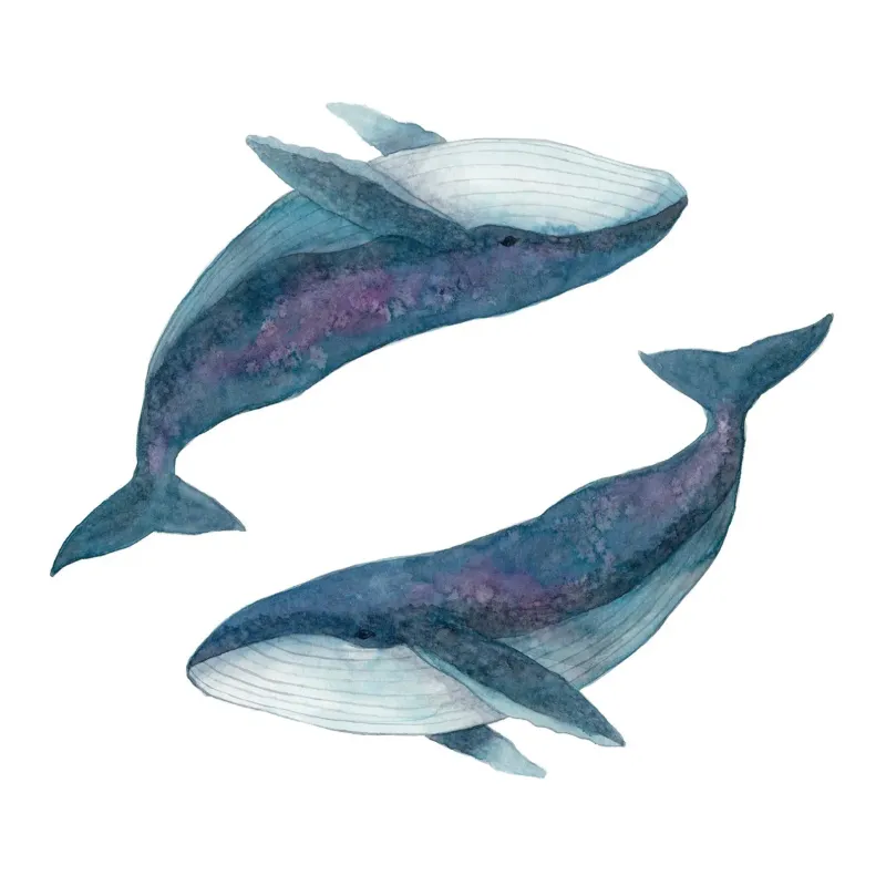 Two Humpback Whales 8 x 10 watercolour Print
